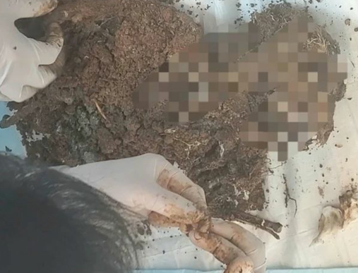 전북 군산에서 강아지 19마리를 학대하고 살해한 40대 남성이 경찰에 붙잡혔다./사진=군산길고양이돌보미 인스타그램 캡처.