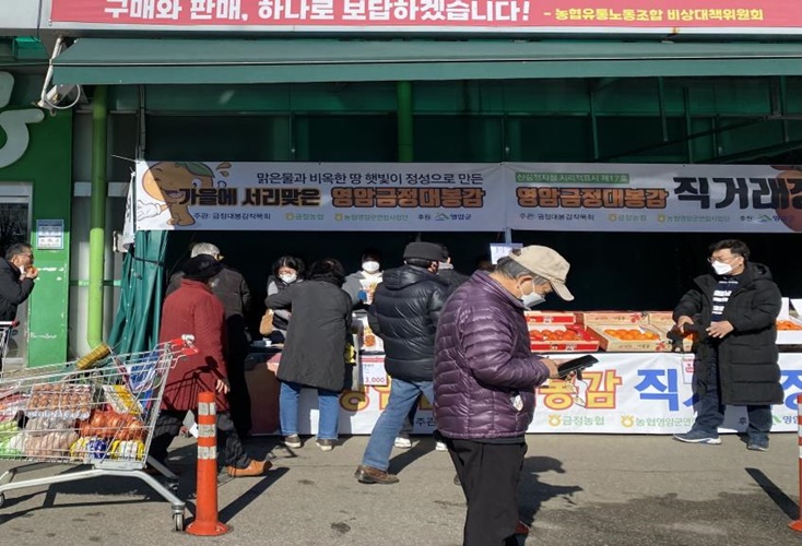 영암 대봉감, 서울에서 직거래 장터 ‘큰 호응’