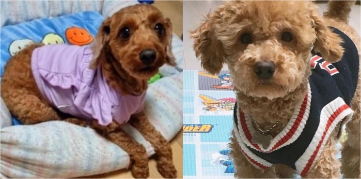 A씨가 입양한 뒤 학대 및 살해해 유기한 개들의 생전 모습. 사진=군산길고양이돌보미 인스타그램