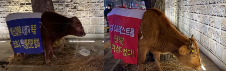 11일 밤 9시30분쯤 시민 제보를 받고 도착한 동물권단체 '케어'가 소 두 마리를 돌봤다. 소들은 '백신 접종 후 사망자 폭증', '코로나 백신접종 전면 철회' 등의 글귀가 써진 대형 현수막을 두르고 있다. 사진=동물권단체 '케어' 페이스북 캡처