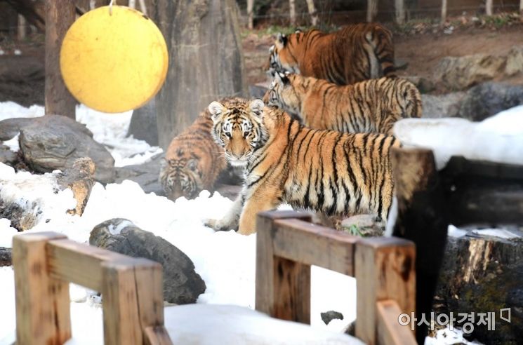 죽은 새끼 호랑이 살아있는 척 영상 송출, 후원금 받은 中동물원