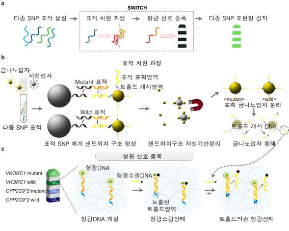 ＜Toehold 매게 DNA 치환 기술을 이용한 단일 염기서열 변이 검출＞
단일염기서열 변이를 선택적으로 인식하는 상보적 시퀀스가 도입된 금 나노입자와 자성입자를 사용하여 표적물질을 선택적으로 분리하고, 이후 금나노입자에 부착된 토홀드 시퀀스를 표면으로부터 떼어낸 후 형광이 소광 (quenching) 되어 있는 하이드로젤 마이크로 입자에 흘려보내면 Toehold 매개 DNA 치환반응이 일어나면서 형광소광물질이 떨어져 나가 선택적으로 광학 신호를 방출하게 됨. 
그림설명 및 그림제공 : 한국과학기술연구원, 이효진 선임연구원