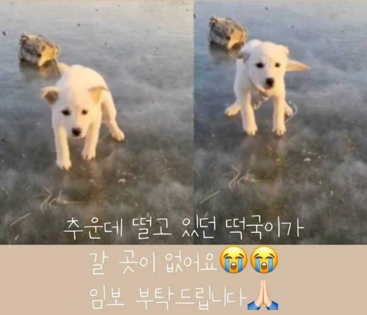 사진=인스타그램 '도로시지켜줄개' 화면 캡처.