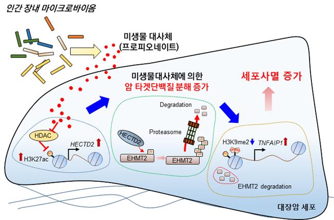 장내미생물 대사체인 Propionate에 의한 대장암 세포주의 세포사멸 유도 과정 모식도
Propionate에 의해 대장암 치료타겟 중 하나인 EHMT2의 분해 촉진이 발생하며, 이로 인해 대장암의 세포사멸 효과가 나타난다. 그림제공=한국생명공학연구원.