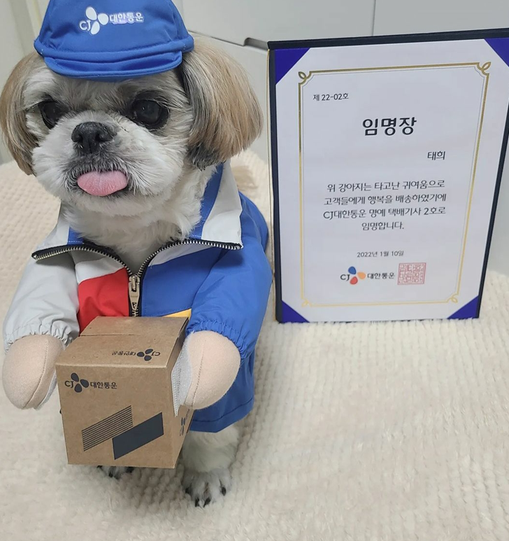 지난해 10월 입양된 '태희'가 명예 택배기사 2호로 입사했다./사진=김상우씨 인스타그램 캡처