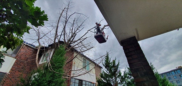 광진구, 생활권 주변 위험수목 정비 신청 접수