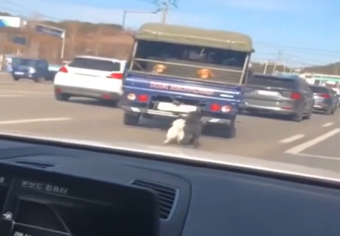 광주의 한 대로에서 강아지 2마리가 트럭에 묶인 채 끌려가고 있다./사진=인스타그램 'archive_cat_' 캡처
