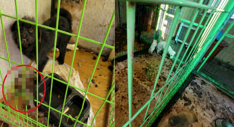 경북 청도군의 직영 동물보호소에서 유기견이 열악한 환경에 방치되는 등 동물학대를 당하고 있다는 주장이 제기됐다./사진=동물보호단체 비글구조네트워크 페이스북 캡처.