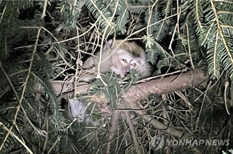 지난 21일(현지시간) 미국 펜실베이니아주의 한 고속도로에서 트럭 충돌사고를 틈타 탈출한 게잡이원숭이 중 한 마리가 인근의 한 나무에서 포착됐다. [사진=연합뉴스]