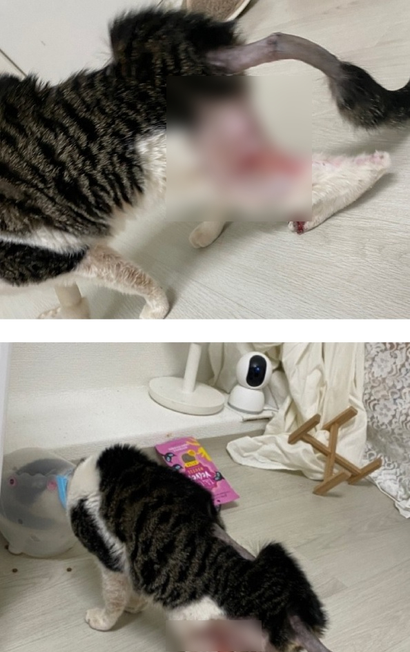 커터칼로 학대를 당한 고양이의 모습 / 사진=인터넷 커뮤니티 캡처
