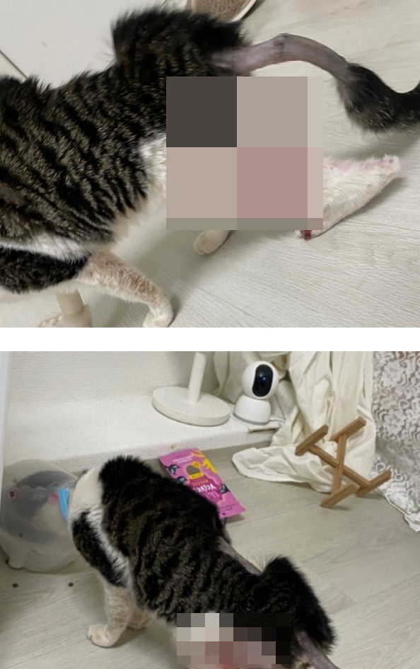 커터칼로 학대를 당한 고양이의 모습./사진=온라인 커뮤니티 캡처