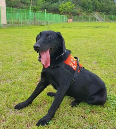 ‘광주 붕괴’ 매몰자 2명 찾은 ‘소백’이…알고 보니 베테랑 구조견