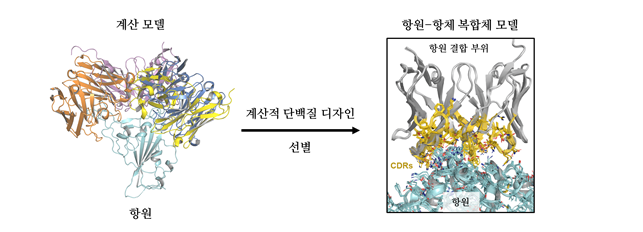 모든 코로나19 바이러스 치료하는 범용 항체 개발