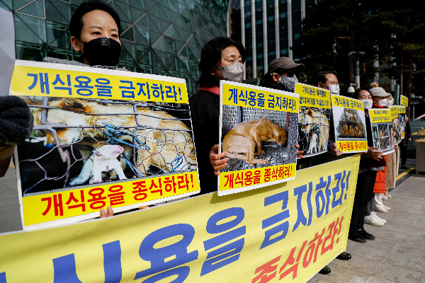 동물보호단체는 이번 기회에 아예 개 식용 종식을 요구하고 나섰다. 사진은 지난해 2월 서울시청 앞에서 한국동물보호연합 등 시민단체 관계자들이 '개 식용 금지 문화 조성에 관한 조례안' 발의 환영 및 불법 개사체탕 단속, 금지를 촉구하는 기자회견을 하고 있는 모습./강진형 기자aymsdream@