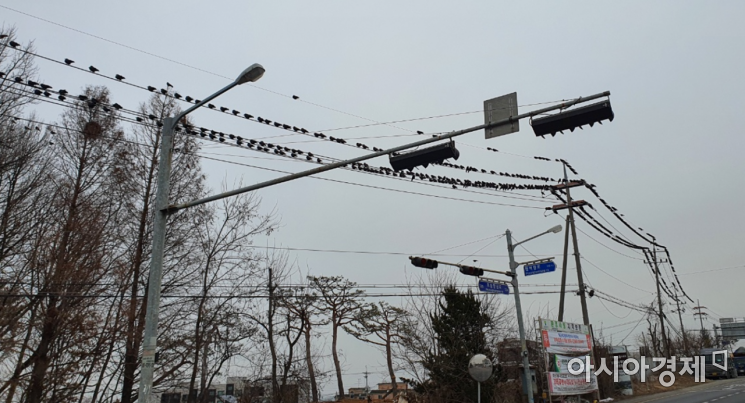 "전깃줄에 수백 마리 빼곡…" 떼까마귀는 왜 도시로 오게 됐나