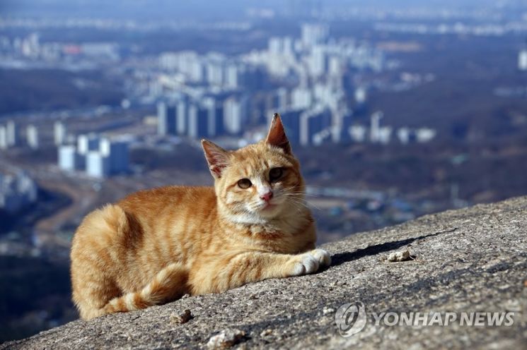 지난해 서울 북한산 한 바위 위에 앉아있는 고양이 / 사진=연합뉴스