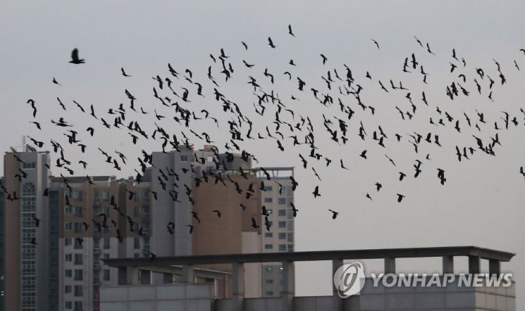 "전깃줄에 수백 마리 빼곡…" 떼까마귀는 왜 도시로 오게 됐나