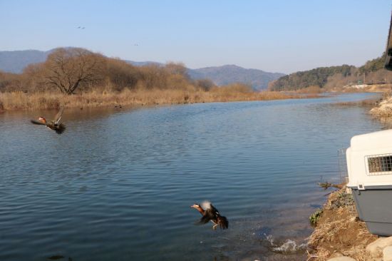 지난해 구조된 천연기념물 원앙 3마리 '무사히' 무등산 품으로