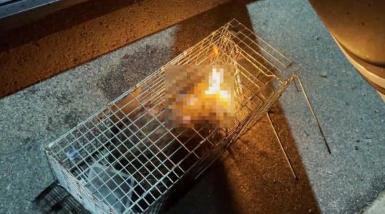 갈수록 심해지는 길고양이 혐오…이제는 '캣맘 혐오'까지 [안녕? 애니멀]