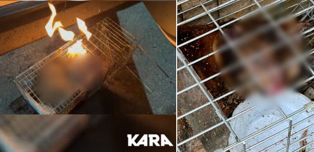 틀에 포획한 길고양이를 산 채로 불태우는 등 잔혹하게 학대하는 영상이 올라와 논란이 불거지기도 했다. / 사진=동물권 단체 '카라' SNS 캡처