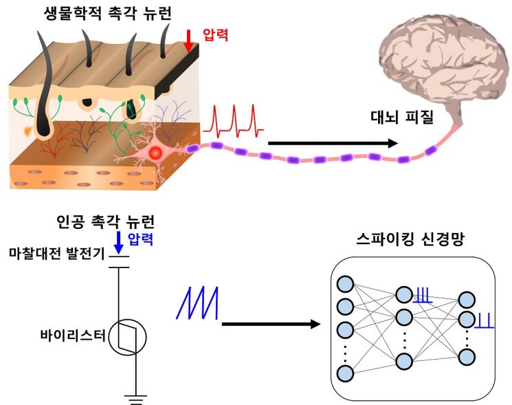 인간의 촉각 뉴런을 모방한 뉴로모픽 모듈의 개념도. 그림 제공=카이스트.