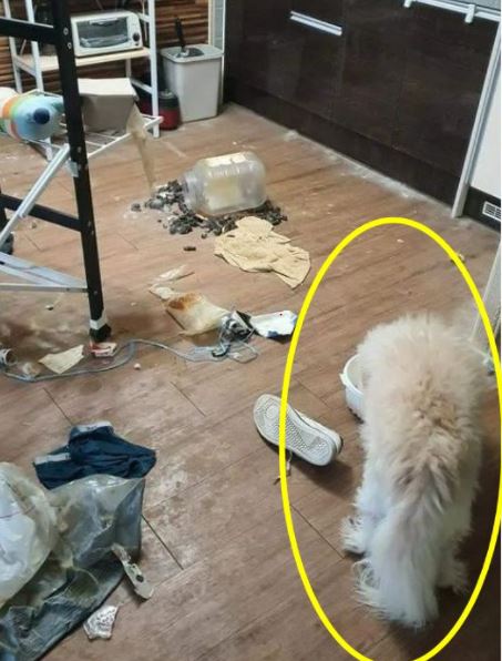주인이 떠난 집을 홀로 지켜 온 유기견 / 사진=인스타그램 캡처