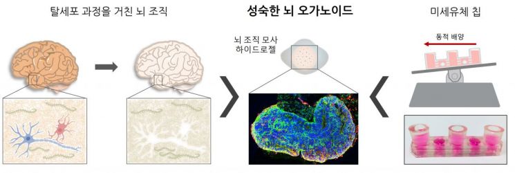 인공 뇌, 태아→신생아 수준 배양 성공