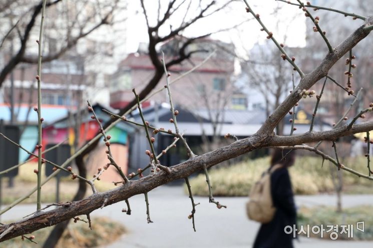 경칩을 하루 앞둔 4일 서울 마포구 경의선숲길 매화나무에 꽃망울이 맺혀 있다. /문호남 기자 munonam@