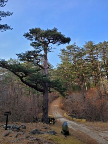 금강송 군락지에 위치한 대왕송. 산림청 제공