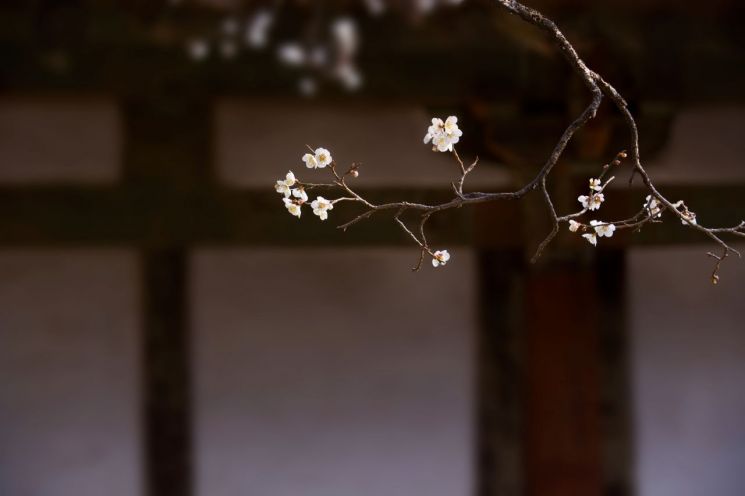 [고규홍의 나무와 사람] 은사의 기품을 간직하고 홀로 아득히 피어난 꽃