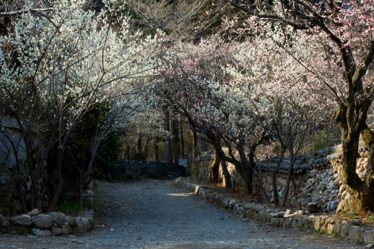 [고규홍의 나무와 사람] 은사의 기품을 간직하고 홀로 아득히 피어난 꽃