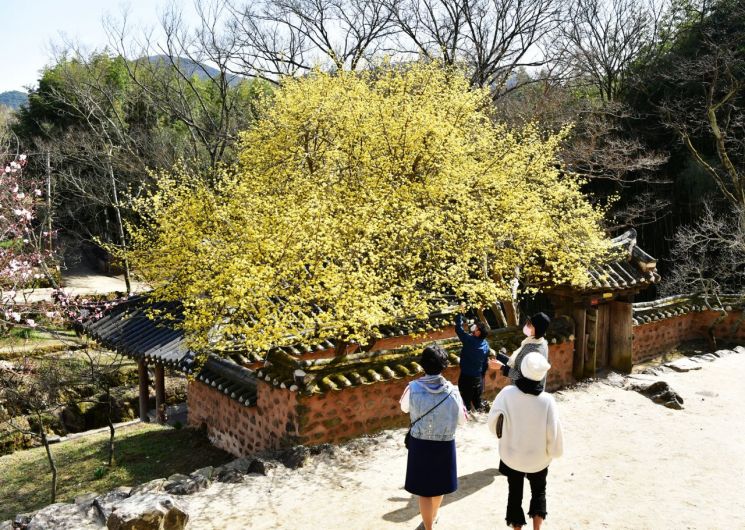 [포토] 담양 '소쇄원 산수유' 만발 상춘객 발길 이어져