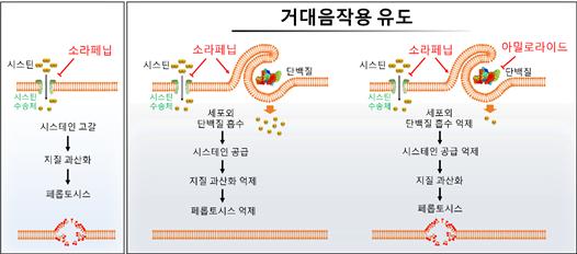 소라페닙과 거대음세포작용 억제제 병용 효과의 개념도.
