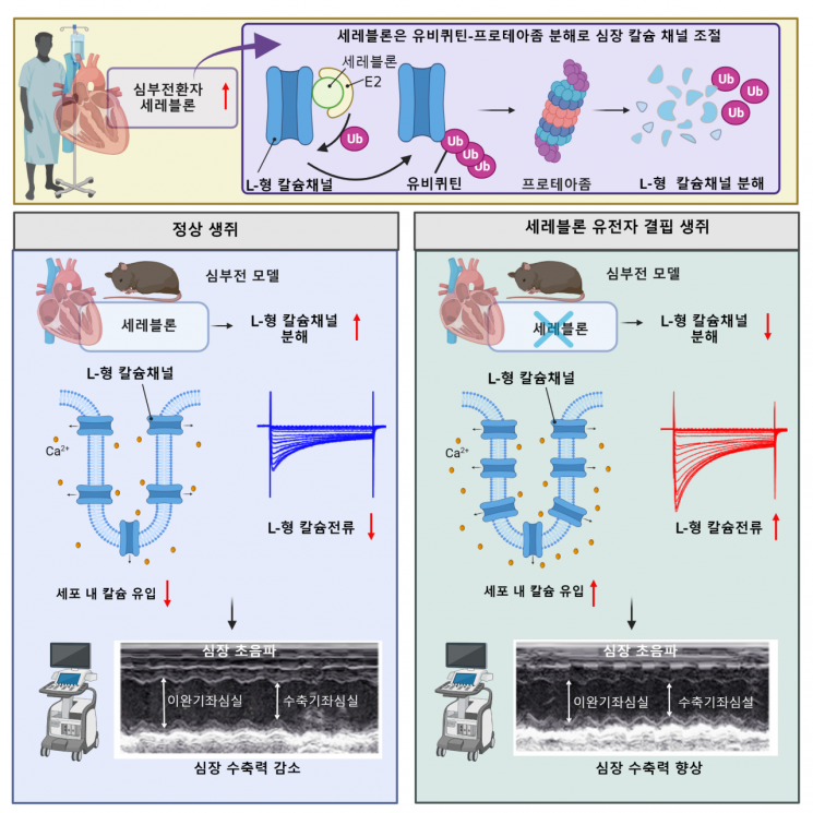 한국인 사망 2위 심부전 발생 원인 찾았다 