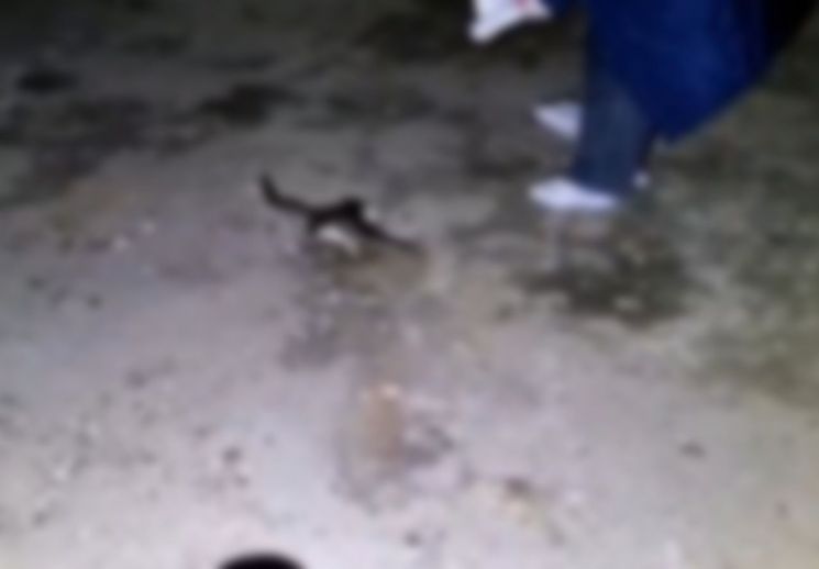 포항 인근 양어장에서 길고양이들이 살해된 채 발견됐다. 사진=동물권행동 '카라' 인스타그램 캡쳐