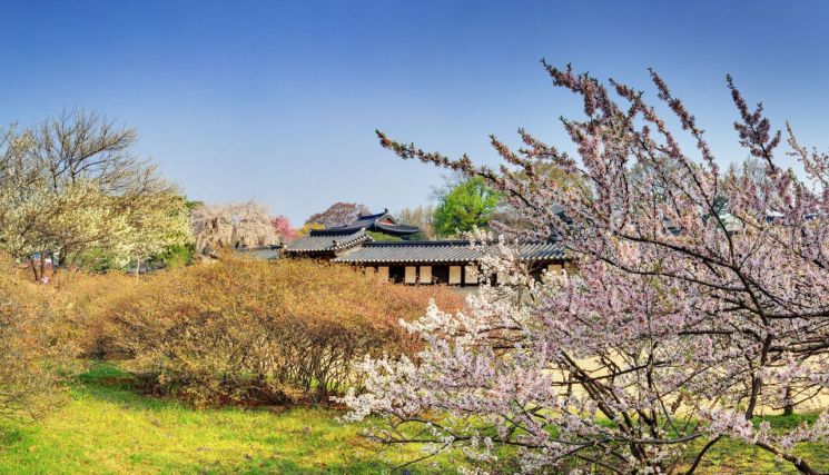 봄꽃 개화, 봄나들이 명소는 어디?