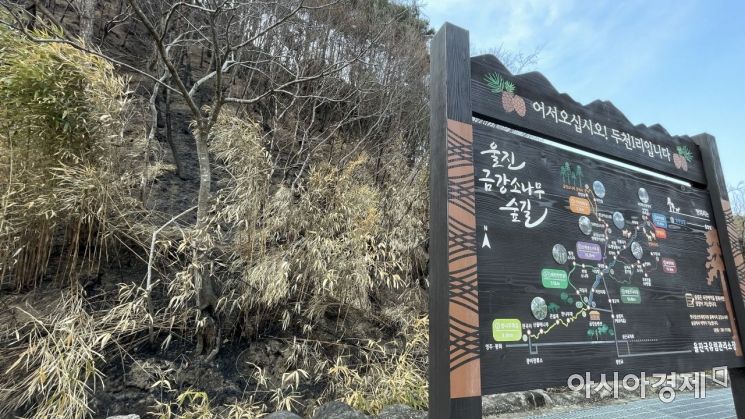 금강소나무숲길 안내표지판 뒤로 불길에 까맣게 딴 나무들이 무성하다. 사진 = 김희윤 기자