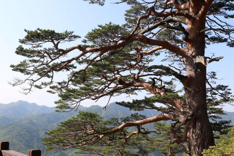 소방당국과 산림당국의 노력으로 화재를 피해간 울진 대왕소나무. 사진제공 = 산림청