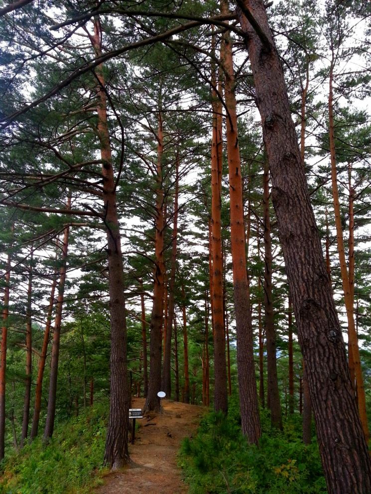 경북 울진 금강송 군락지. 사진제공 = 산림청