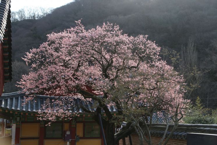 백양사 고불매, 꽃망울 터트려