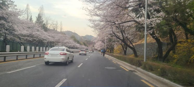 마창대교 접속도로 벚꽃거리 전경.