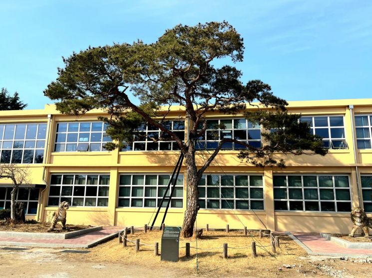 'K-기업가정신센터' 본관 앞에 우뚝 솟은 '부자소나무'. 이 학교 1회 입학생인 삼성그룹 창업주 이병철 회장과 LG그룹 창업주 구인회 회장, 효성 창업주 조홍제 회장이 함께 심고 가꾼 나무로 전해진다.