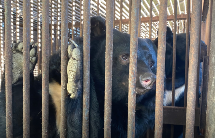 철장에 갇힌 반달가슴곰. 사진=동물자유연대 제공