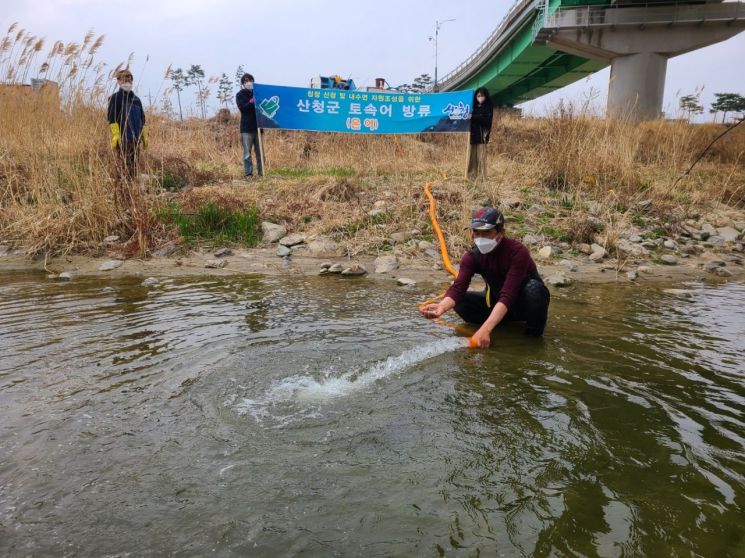 산청군이 경호강에 은어치어를 방류하고 있다.