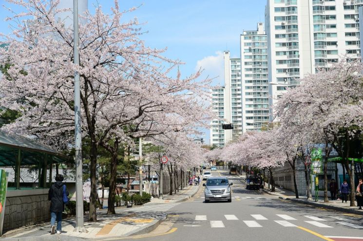 제77회 식목일 맞아 마포구 전역 릴레이 나무심기...불광천 벚꽃길서 ‘은평의 봄’ 행사