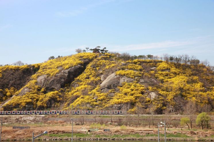 '개나리 명산' 성동구 응봉산에서 본 환상적인 한강 풍경?