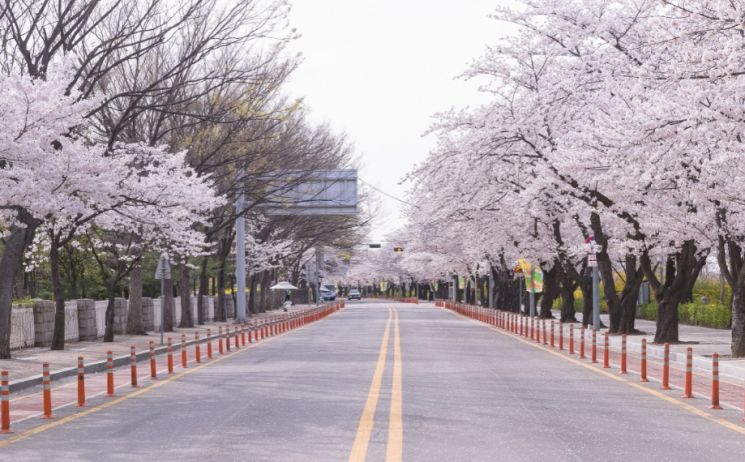 여의도 벚꽃길 또 일주일 연장 4월9일부터 개방...송파둘레길 벚꽃나들이도 4월10일로 1주일 연장 