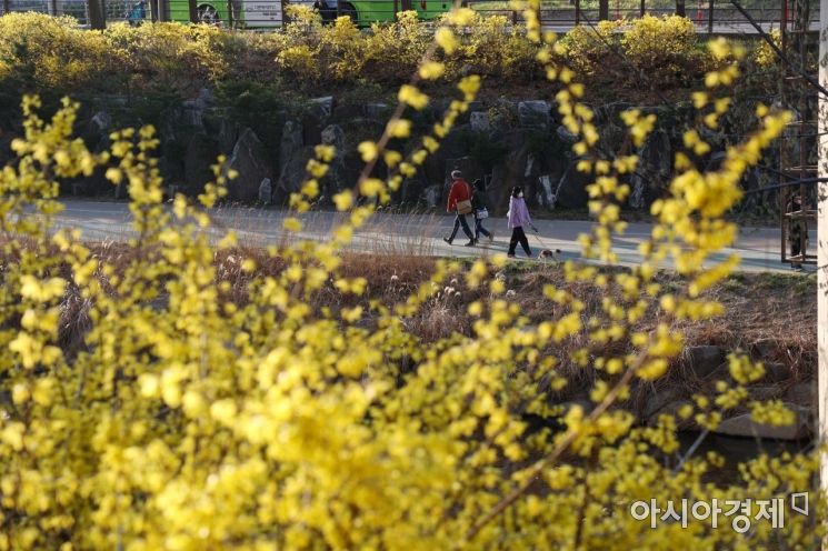 [포토]홍제천에 노란 봄이 왔어요 
