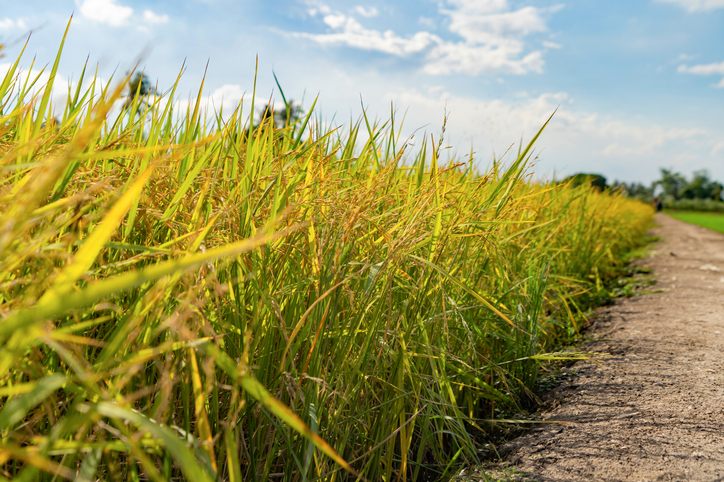우크라이나 "3월 곡물 수출량, 2월의 4분의 1로 줄어“
