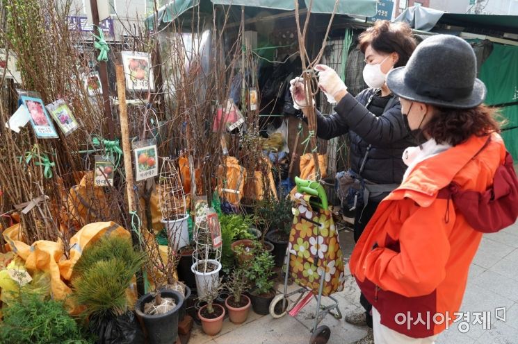 [포토]식목일 맞아 종로꽃시장 찾은 시민 
